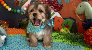 cavachon puppy adoption listing