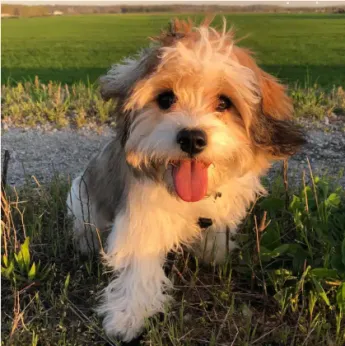 cute cavachon puppy