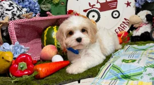 playful cavachon puppy