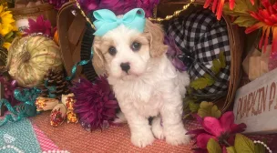 cavachon puppy from a trusted breeder