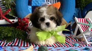 cavachon dog breed profile