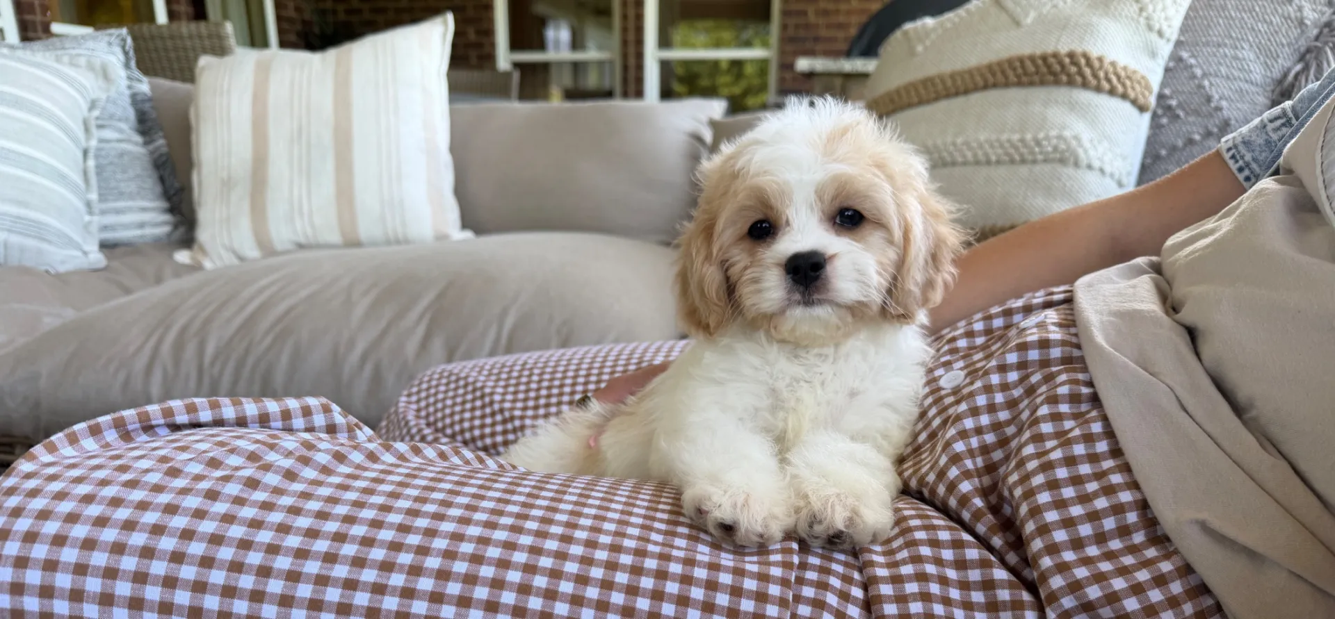 gentle cavachon puppy with soft eyes