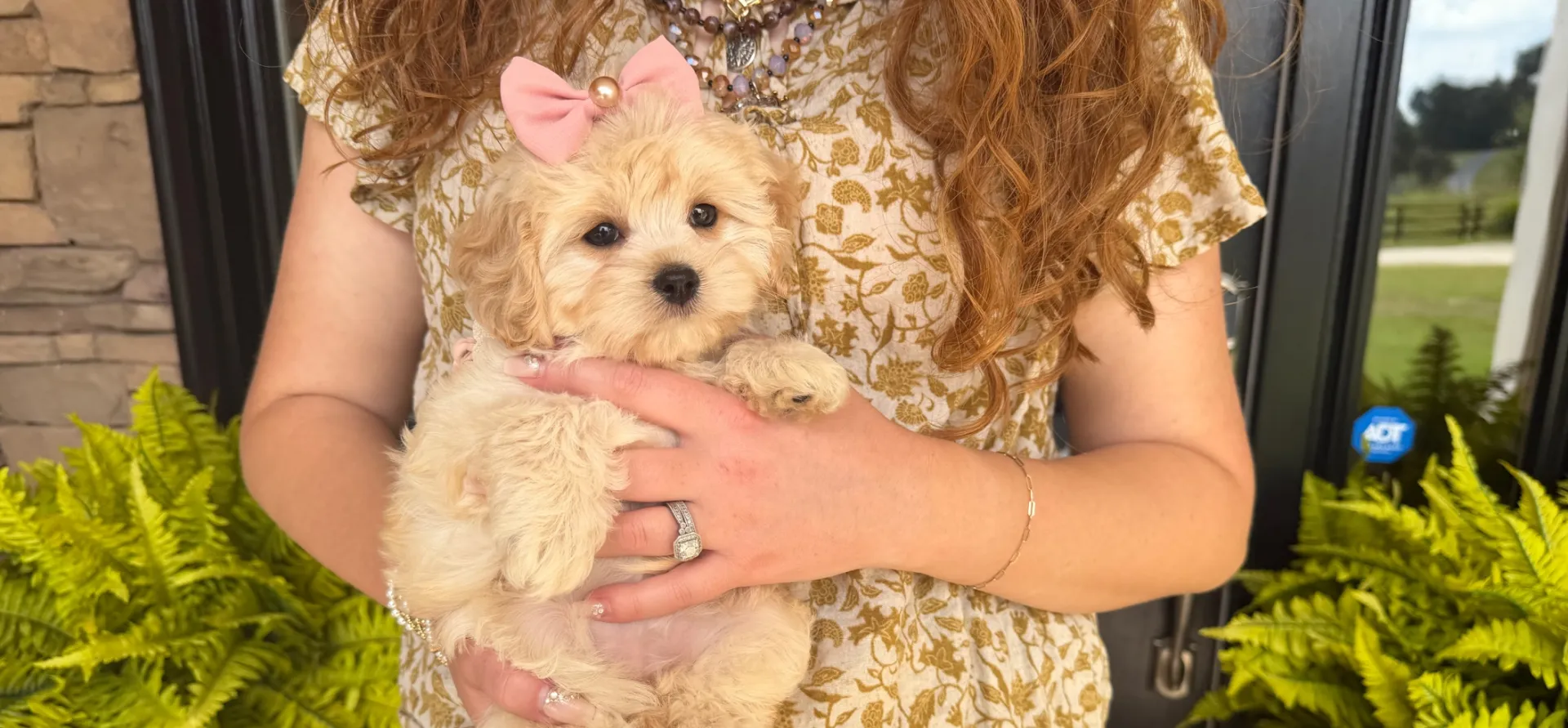 gentle cavachon puppy with soft eyes