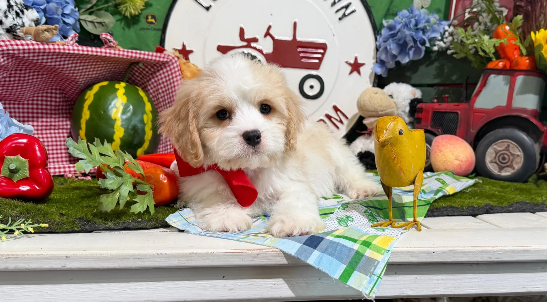 cavachon puppy for adoption