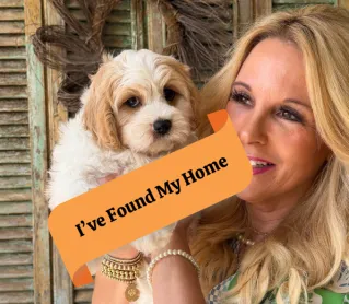 cavachon puppy listing