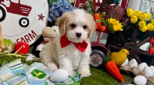 cavachon puppy with great temperament