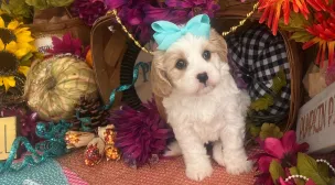 cavachon puppy close-up