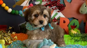 cavachon puppy raised in-home with care