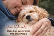 Dogs can synchronize with their people