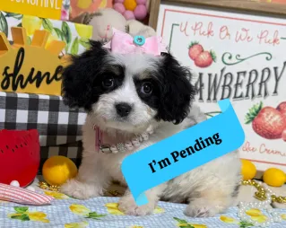 cavachon puppy listing