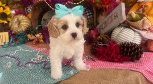 young cavachon puppy for sale