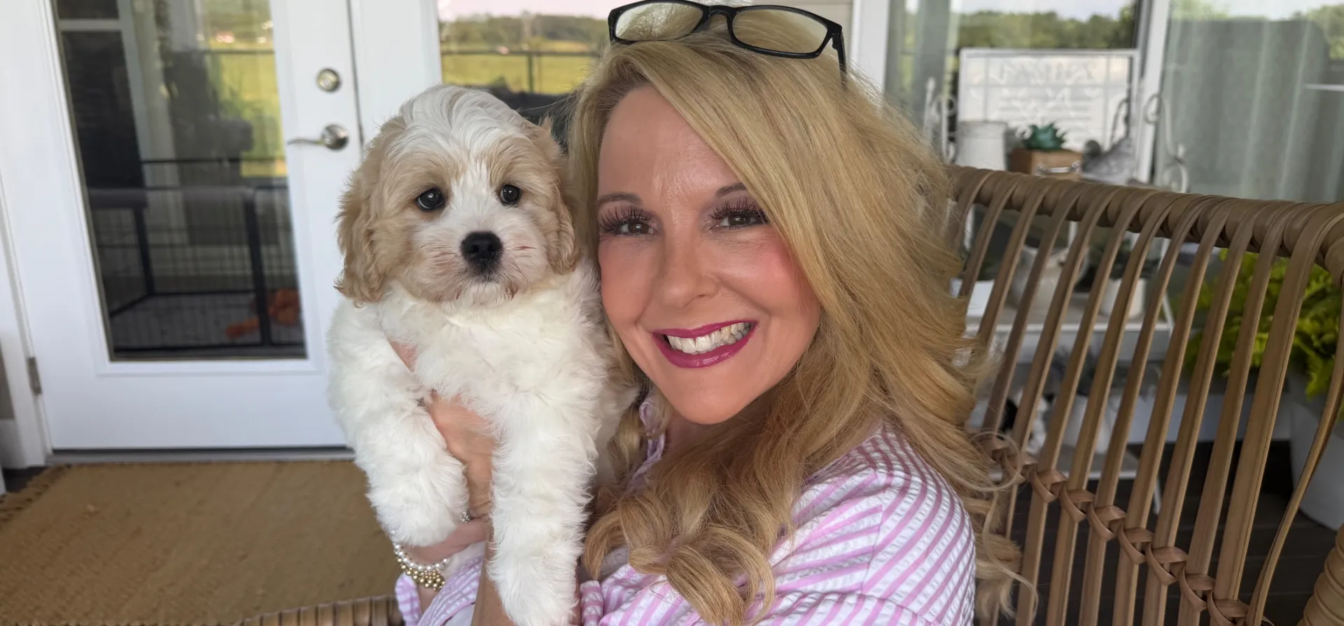 playful cavachon puppy