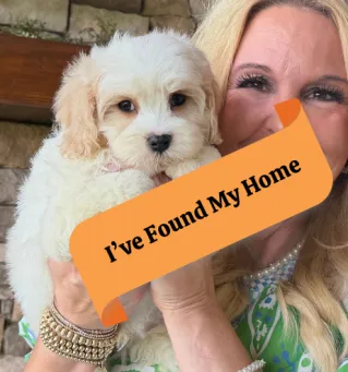 cavachon puppy with loving temperament