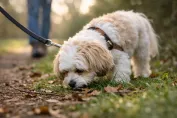 Cavachon on a sniff walk