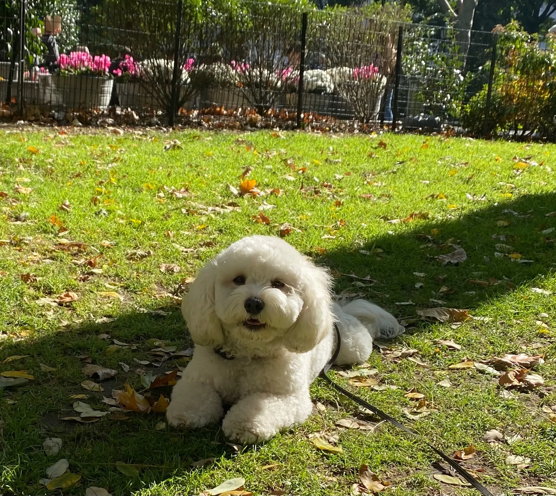 Cavachon New York pup in park