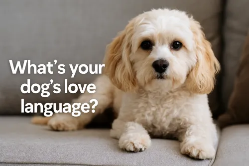 cavachon love language