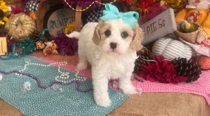 cavachon puppy raised in-home with care
