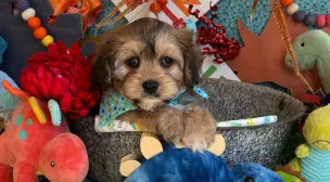 small cavachon puppy with soft coat