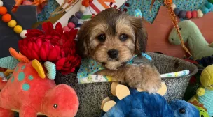 cavachon breed healthy puppies