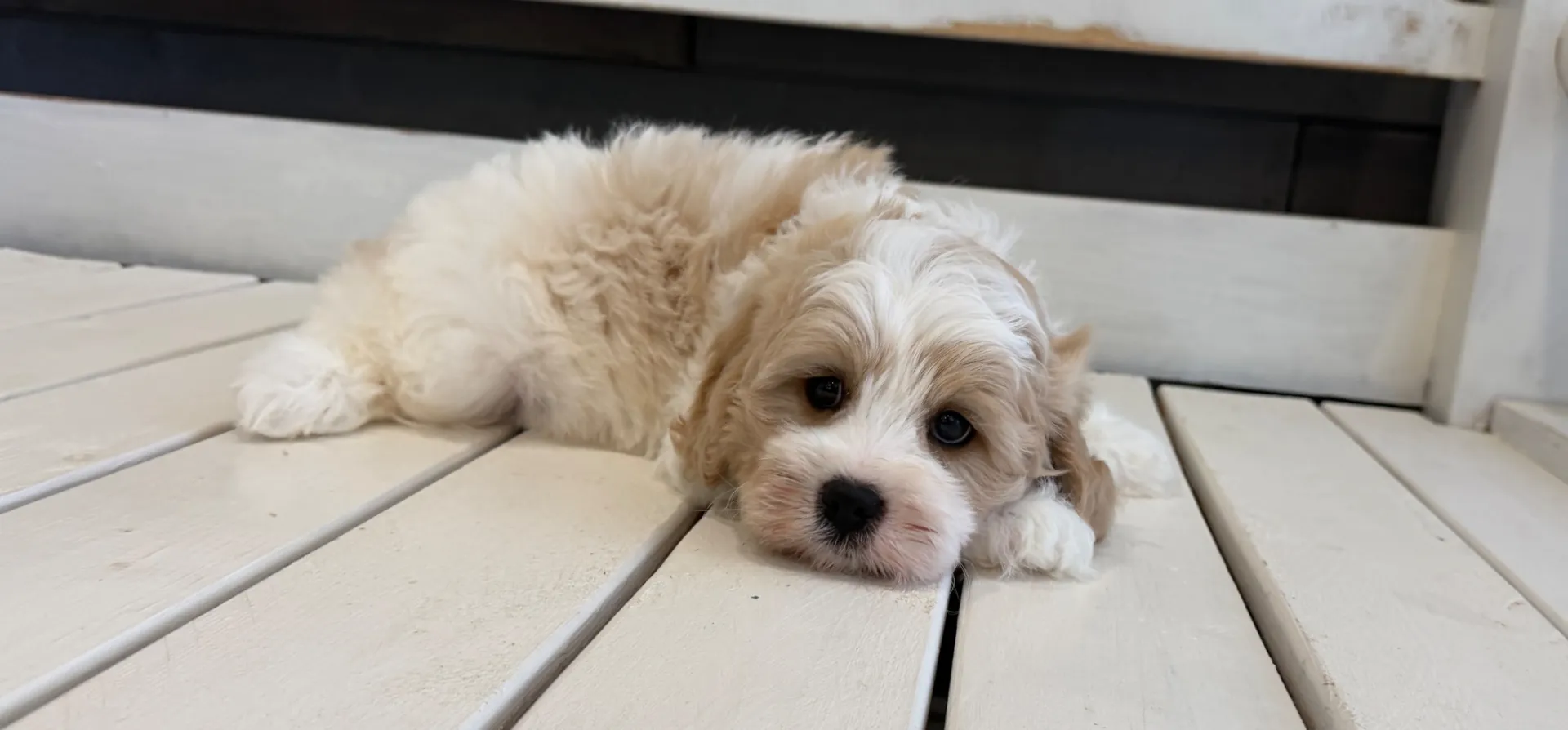 cavachon puppy sitting on the floor