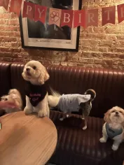 Cavachon puppy with friends in New York