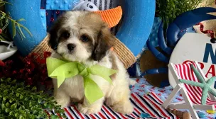 healthy cavachon puppy