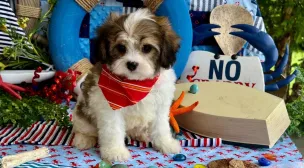 cavachon dog breed family-friendly