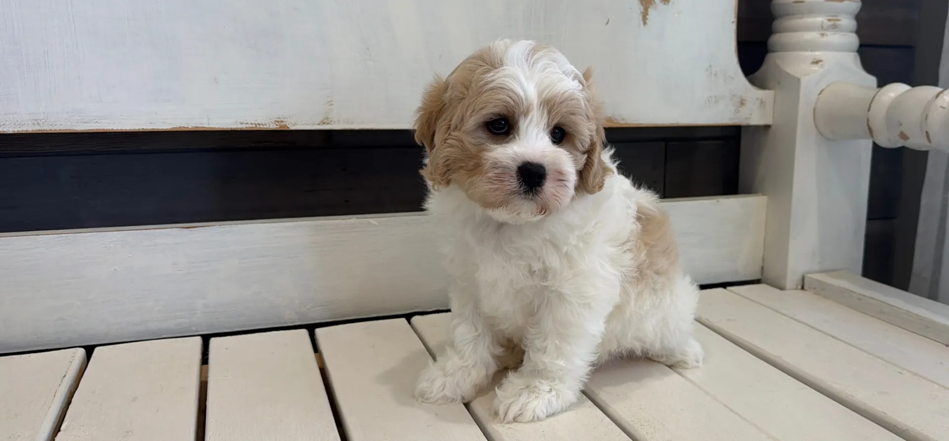affectionate butterscotch cavachon puppy