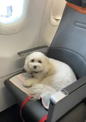 Cavachon New York dog enjoying airplane ride