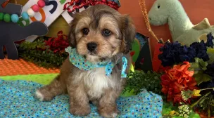 cavachon puppy quality breeding