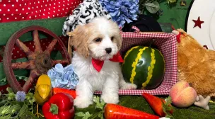 cavachon breed puppy from reputable breeder
