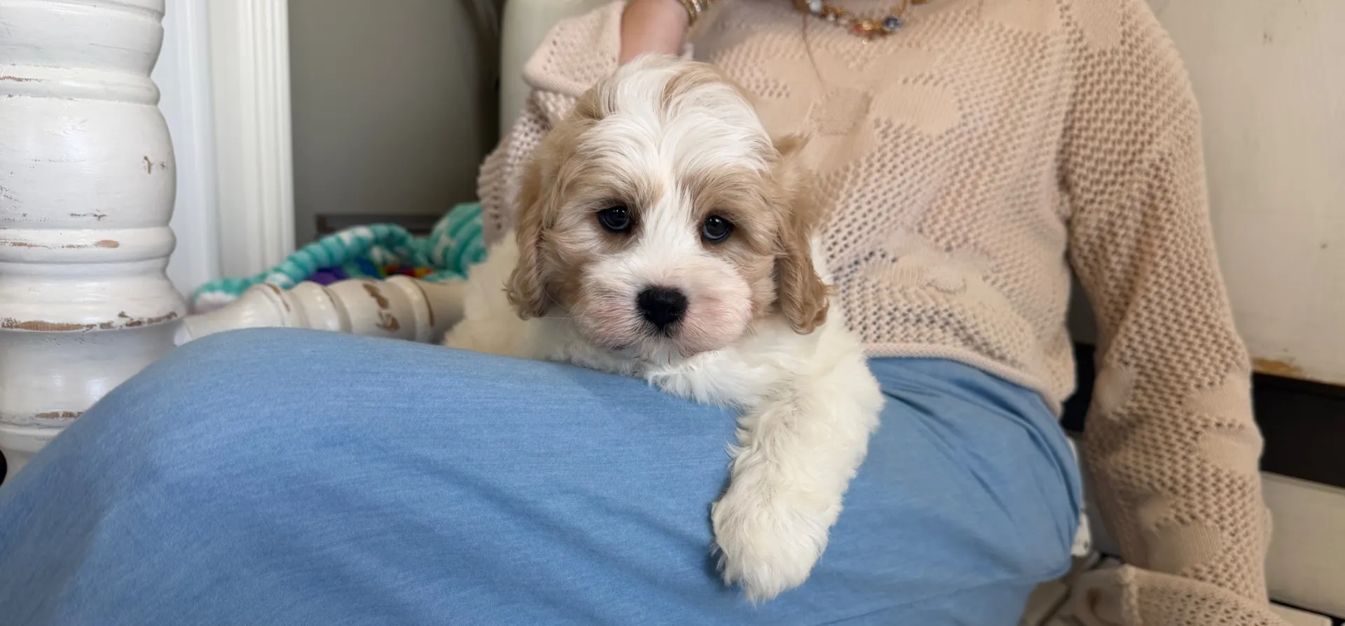 butterscotch and white cavachon puppy