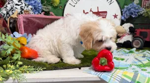 beautiful cavachon puppy profile