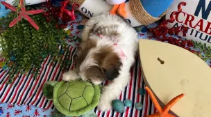 cavachon puppy with excellent pedigree
