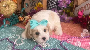 small cavachon puppy with soft coat