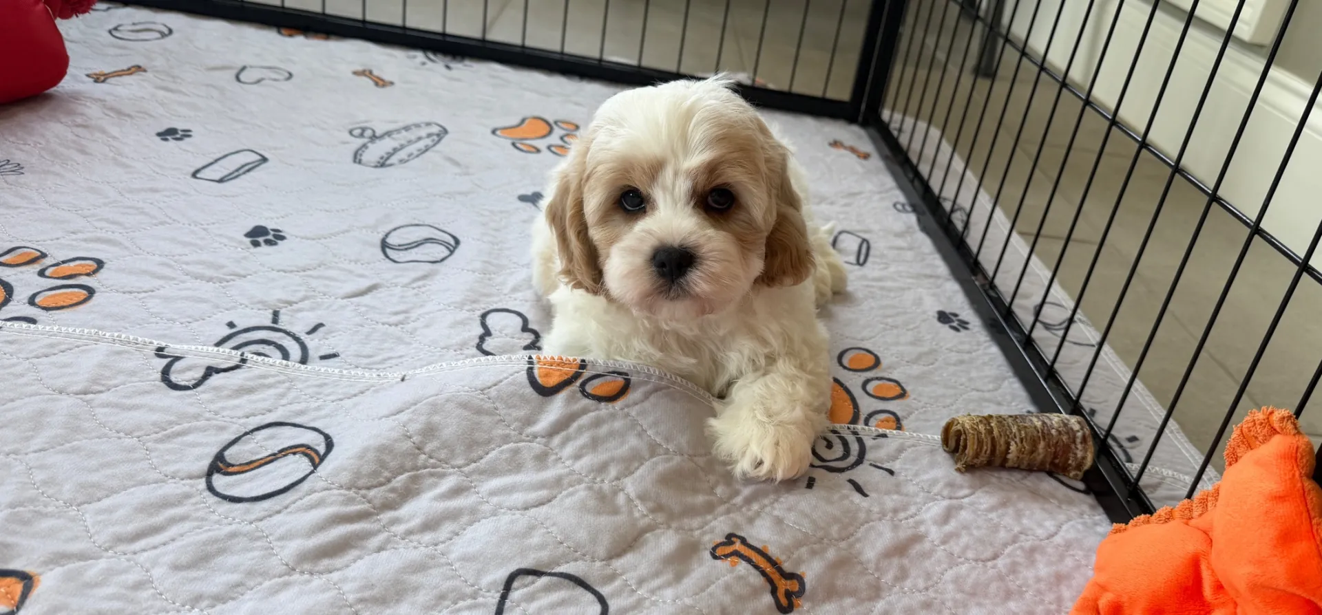 curious cavachon puppy on a blanket