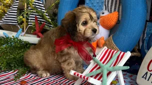 playful cavachon puppy