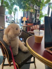 Cavachon New York dog on a daily city walk
