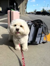 Cavachon puppy on a trip