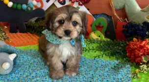 cavachon puppy available photo