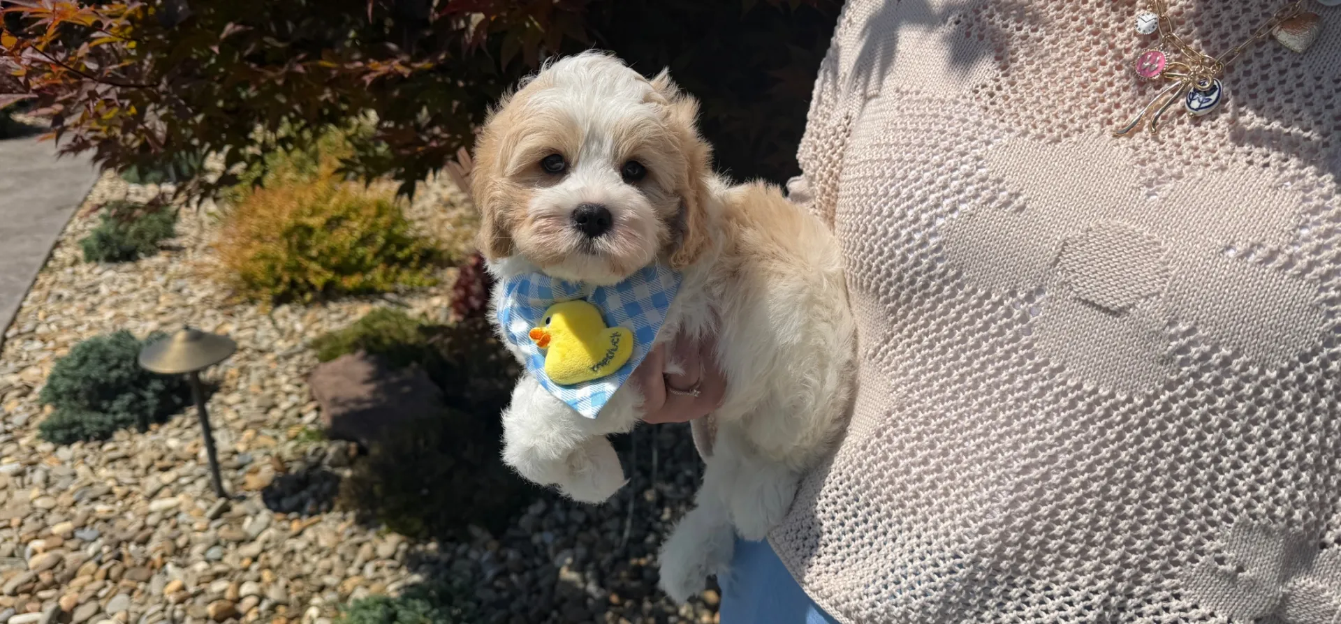 well socialized cavachon puppy