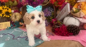 cavachon breed puppy from a reputable breeder