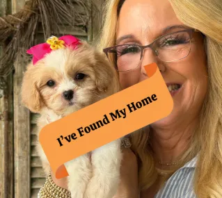 friendly cavachon puppy for sale