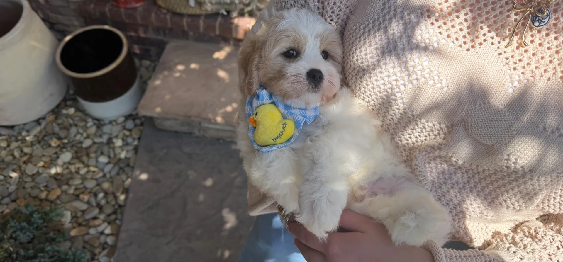 butterscotch cavachon puppy playing outdoors