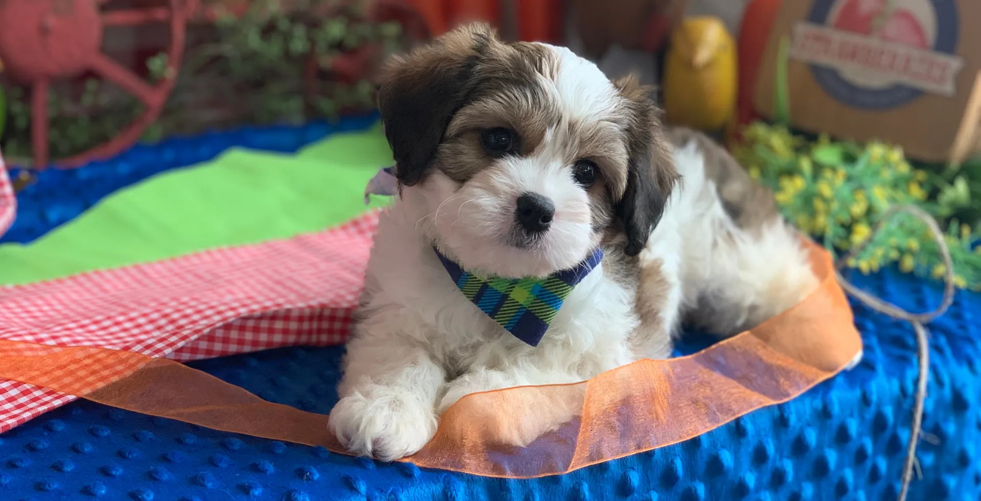 best cavachon breeders in usa