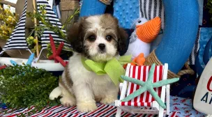 cavachon puppy from top breeder