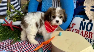sweet cavachon puppy for sale
