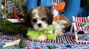 cavachon puppies for new owners