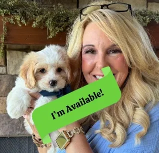 cavachon puppy for adoption
