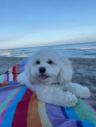 Cavachon puppy on the beach in New York City